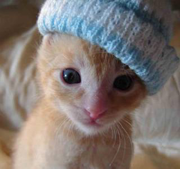 Picture of kitten with hat