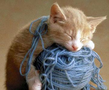 picture of cat asleep on yarn